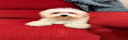 Maltipoo perros en venta: Maltipoo macho divino  - Anuncio 6