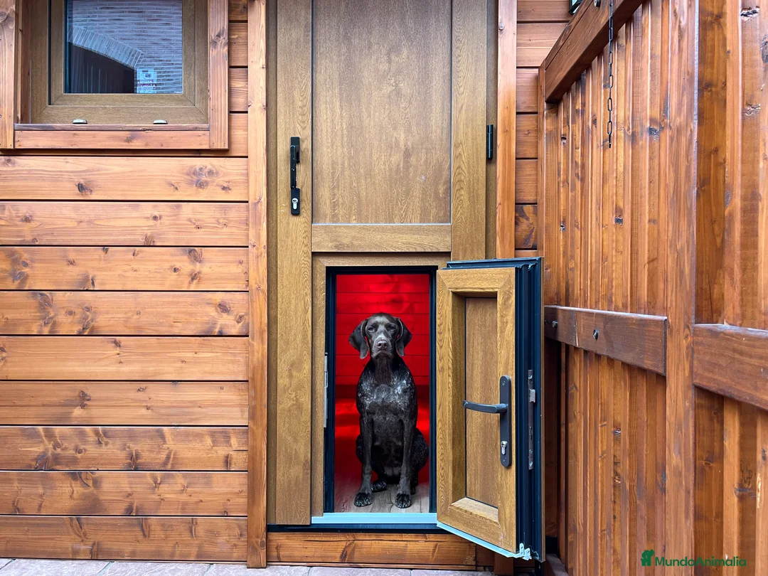 Braco Francés tipo Pirineos Talla Pequeña perros en venta: RESERVA DE CAMADA "F" DE BRACO BRANCÉS - Anuncio 8