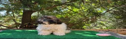 Shih Tzu perros en venta: Shih tzu - Anuncio 5