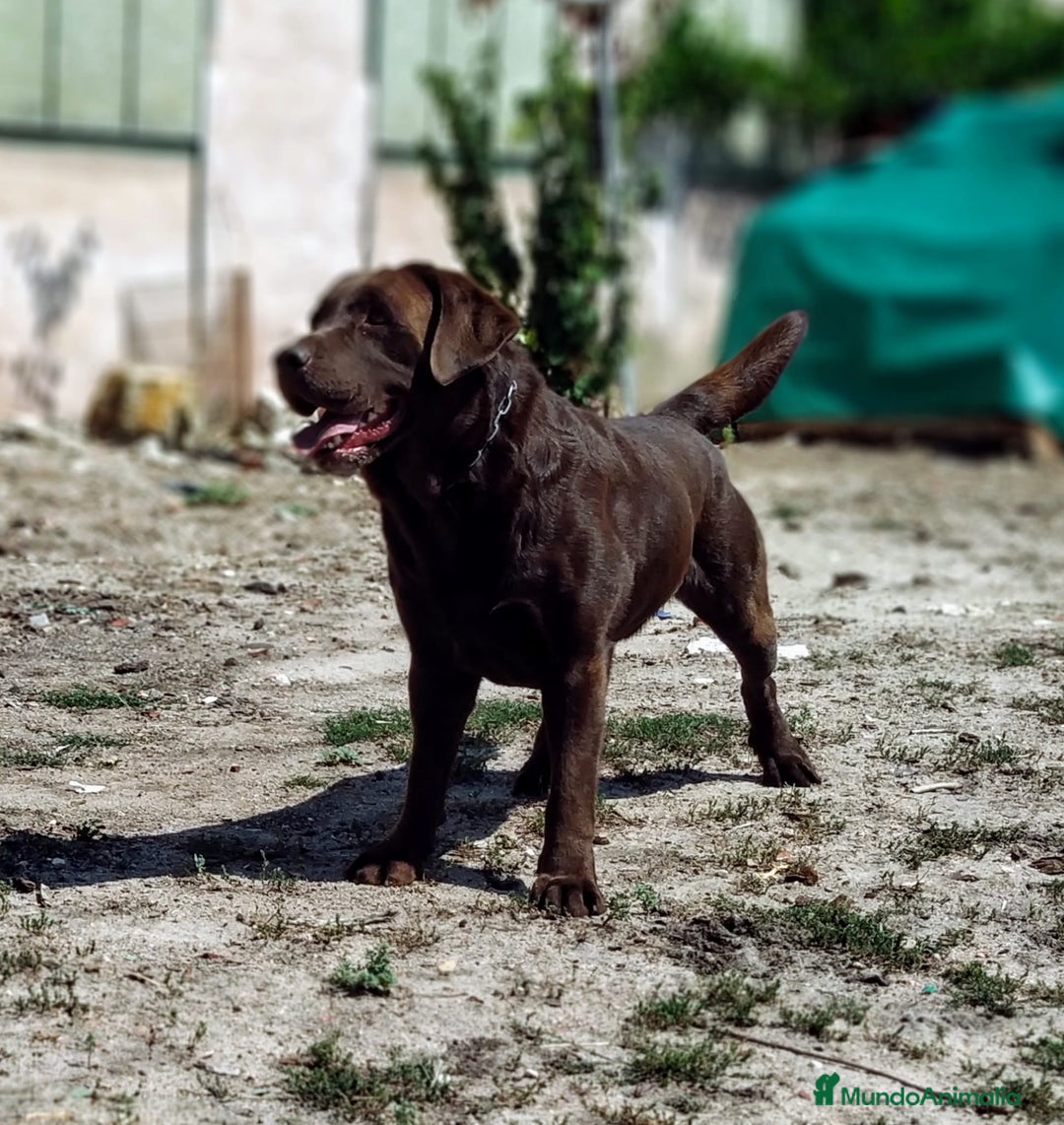 Labrador Retriever perros en venta: Labradores chocolate - Imagen 4