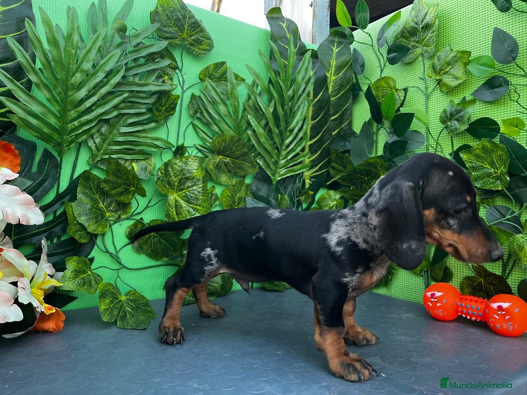 Teckel Miniatura perros en venta: 🐶🌭 ¡Cachorros Teckel en busca de hogar! 🐶🌭 - Imagen 5