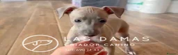 Pequeño Lebrel Italiano perros en venta: Galgo lebrel italiano - Anuncio 4