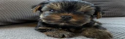 Yorkshire Terrier perros en venta: maravilloso Yorkshire  - Anuncio 3