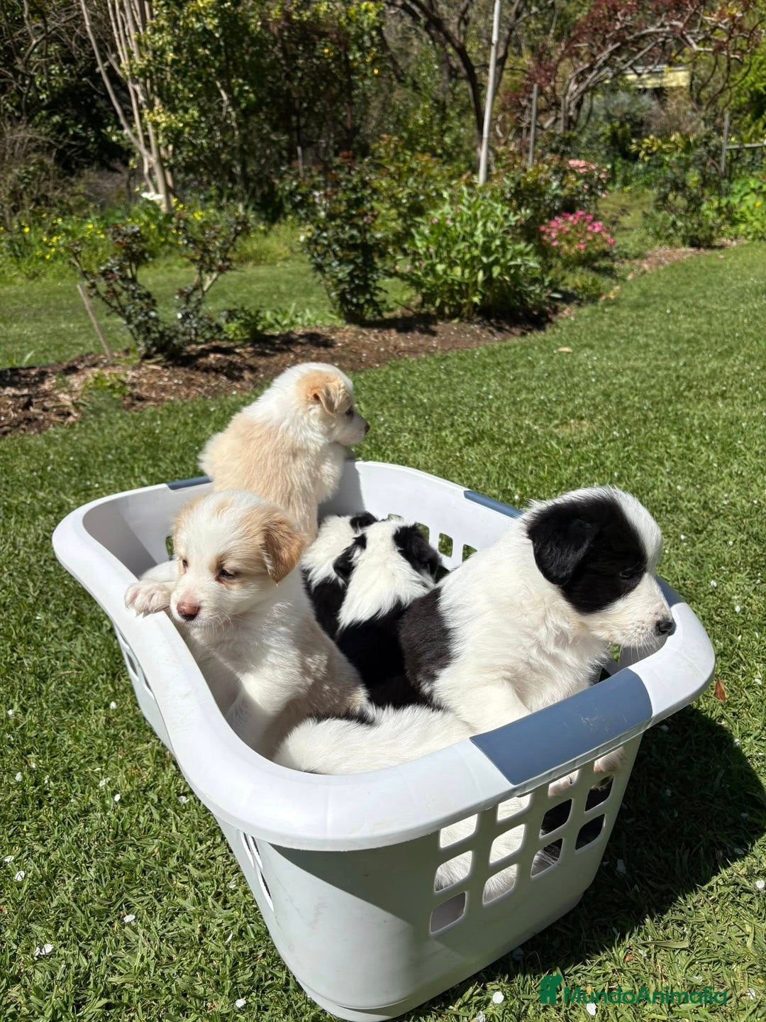 Border Collie perros en venta: Border collie BARCELONA  - Anuncio 1