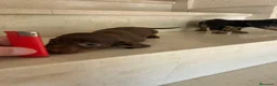 Teckel perros en venta: Teckel kanichen maxima calidad - Anuncio 7