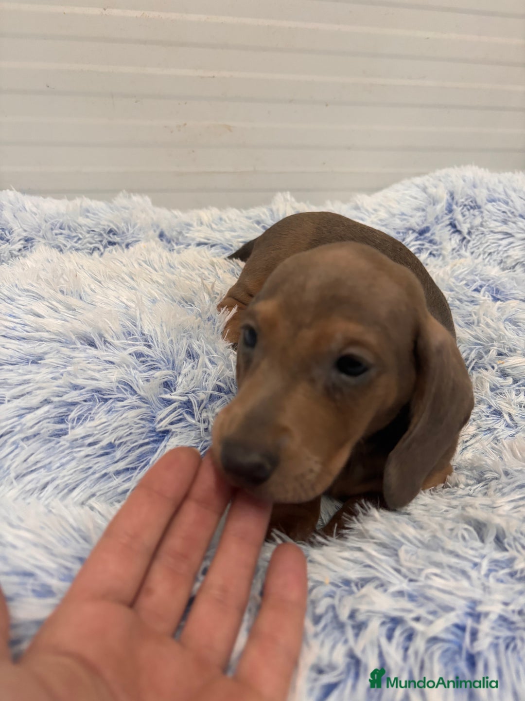 Teckel perros en venta: TECKEL STANDARD - Anuncio 5