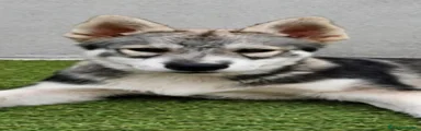 Husky Siberiano 1