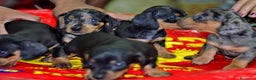Teckel Miniatura perros en venta: Teckel miniatura ESPAÑA !!  en Ciudad Real - Anuncio 3