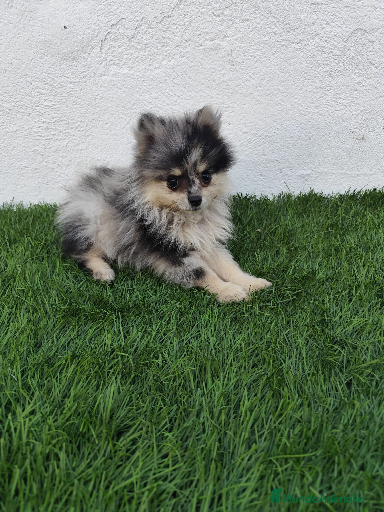 Pomerania perros en venta: Pomerania toy  - Anuncio 6