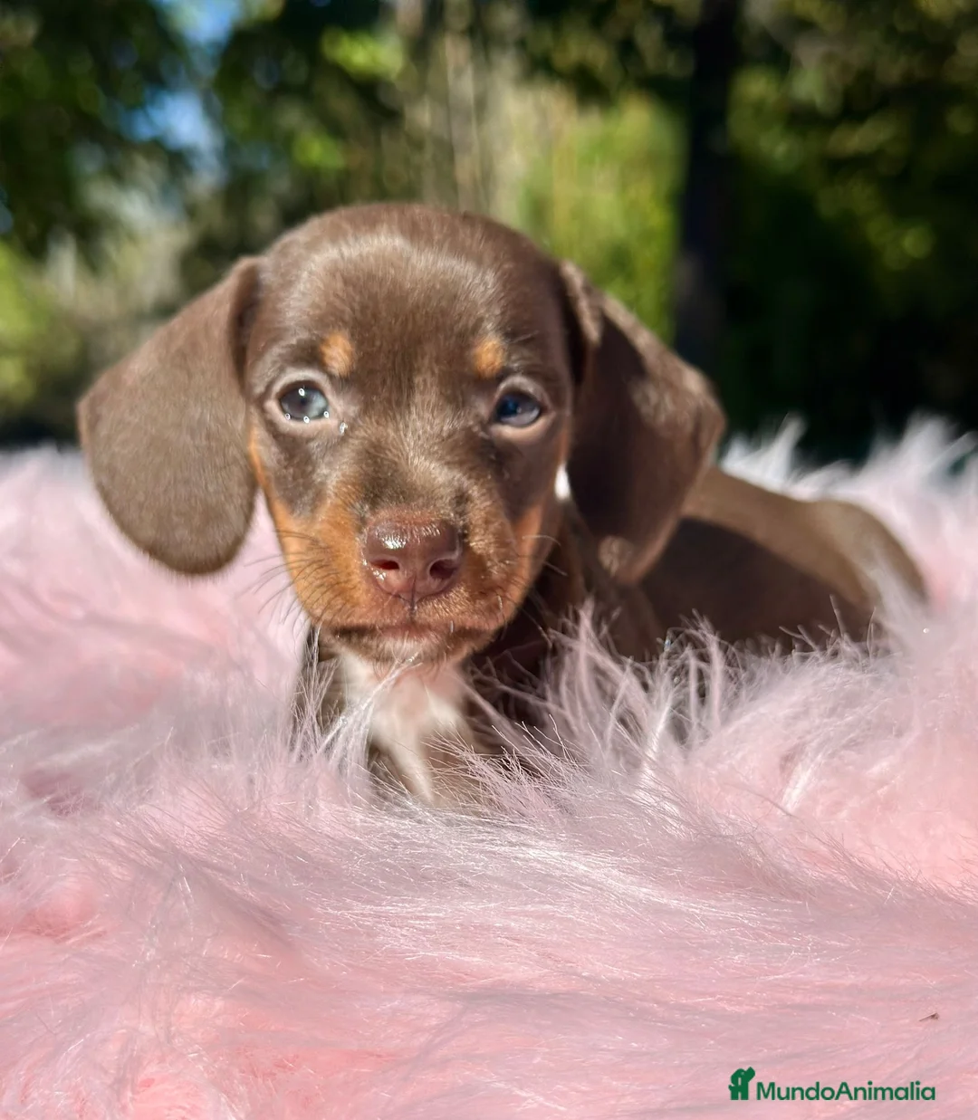 Teckel Miniatura perros en venta: Teckel mini chocolate  - Anuncio 1