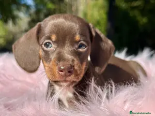 Teckel Miniatura perros Teckel mini chocolate - Anuncio 1