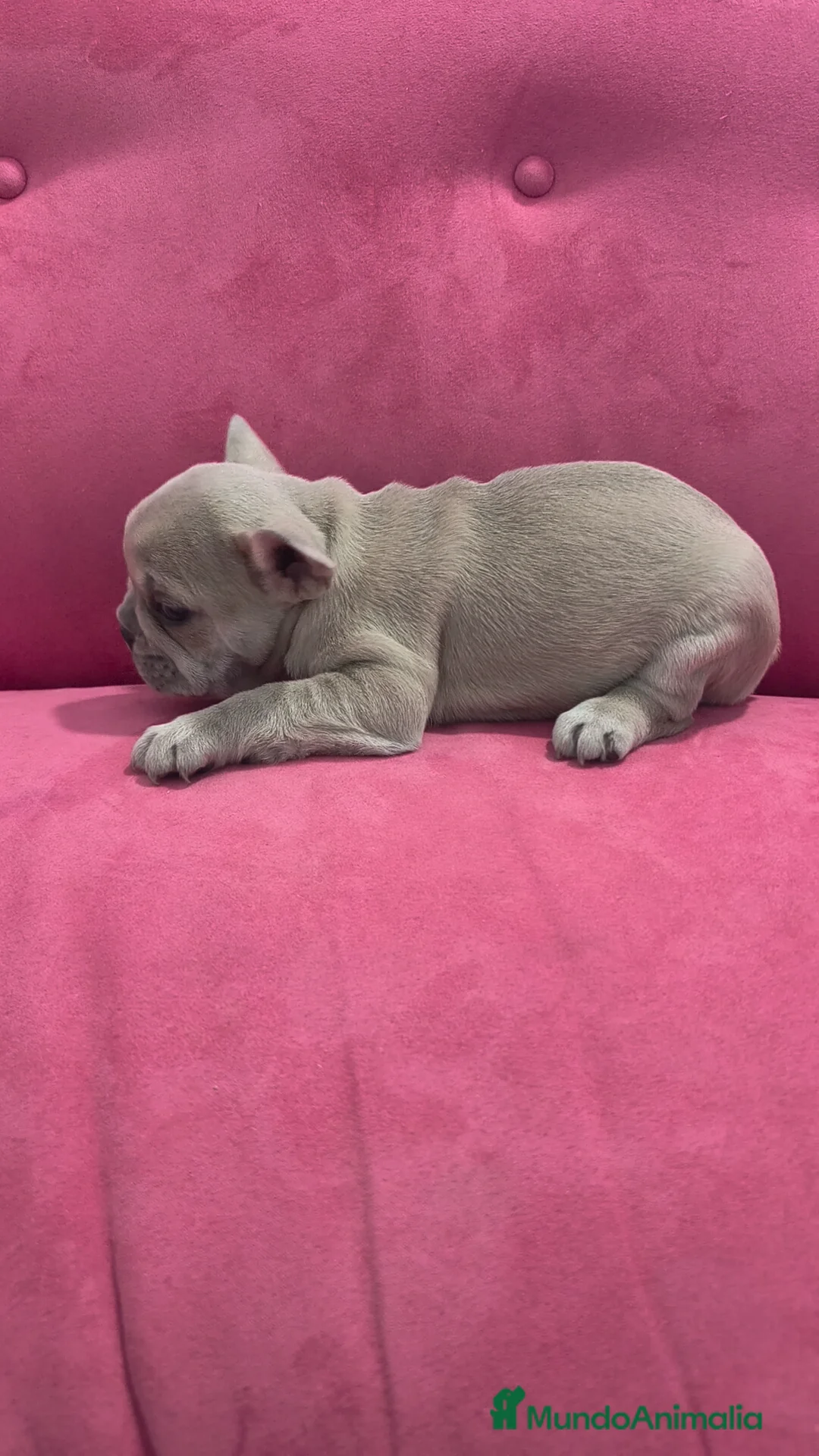 Bulldog Francés perros en venta: Bulldog Francés hembra  - Anuncio 6