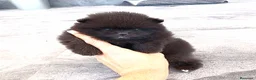 Pomerania perros en venta: Pomerania - Anuncio 2