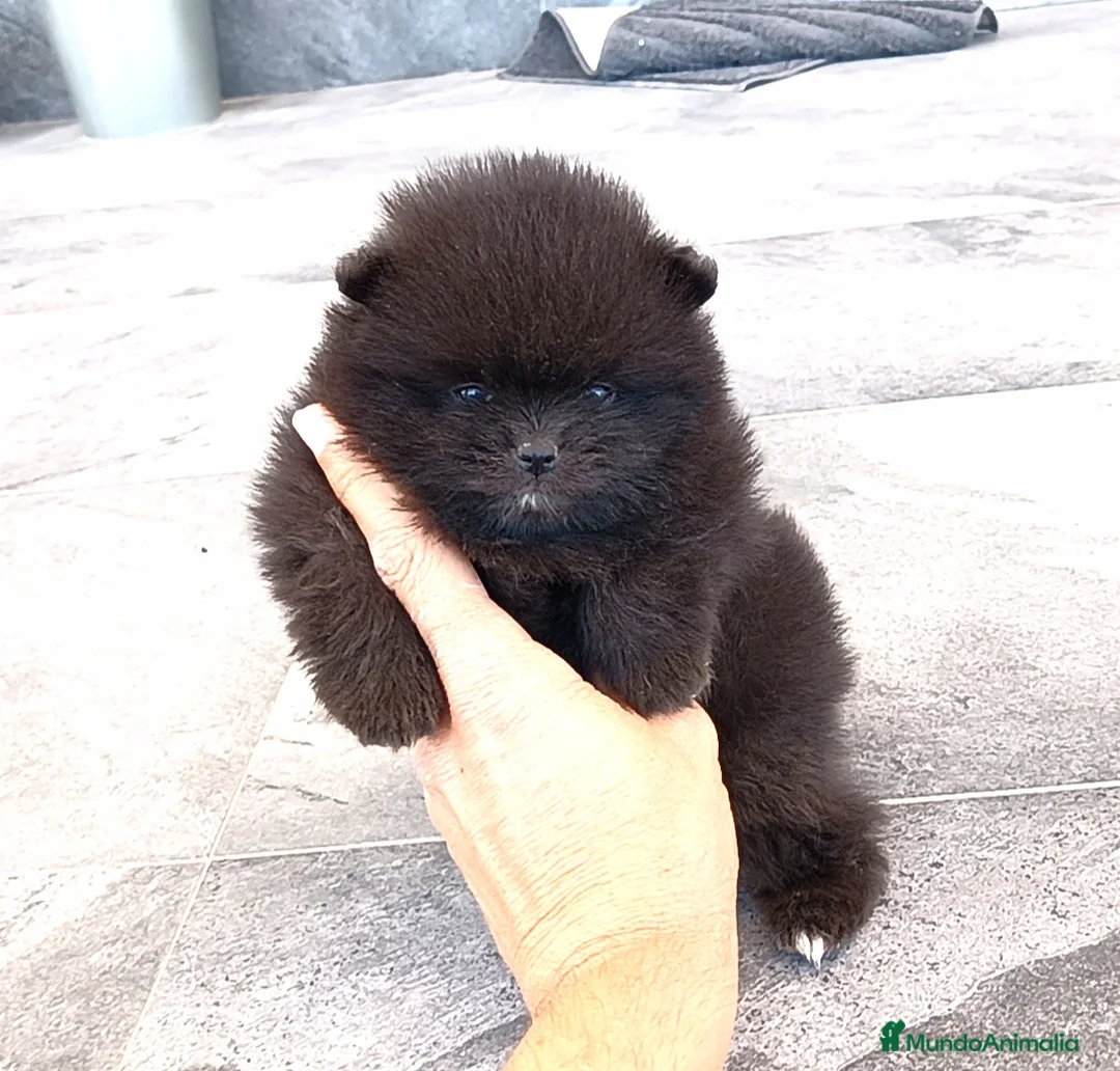 Pomerania perros en venta: Pomerania - Anuncio 2