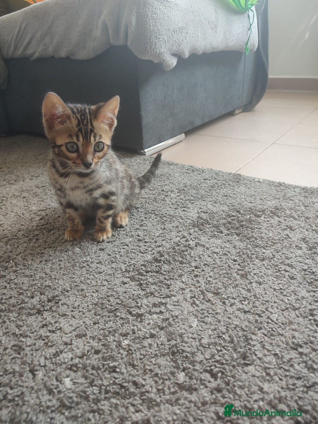 Bengalí gatos en venta: Cachorros bengalíes  - Imagen 3