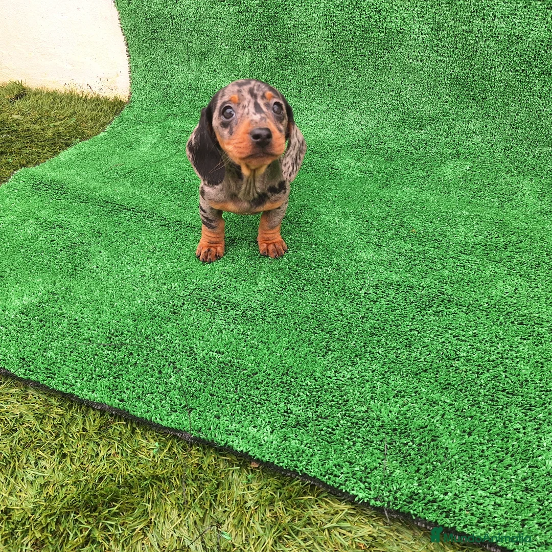 Teckel Miniatura perros en venta: TECKEL KANINCHEN & MINIATURA ARLEQUIN  - Anuncio 3