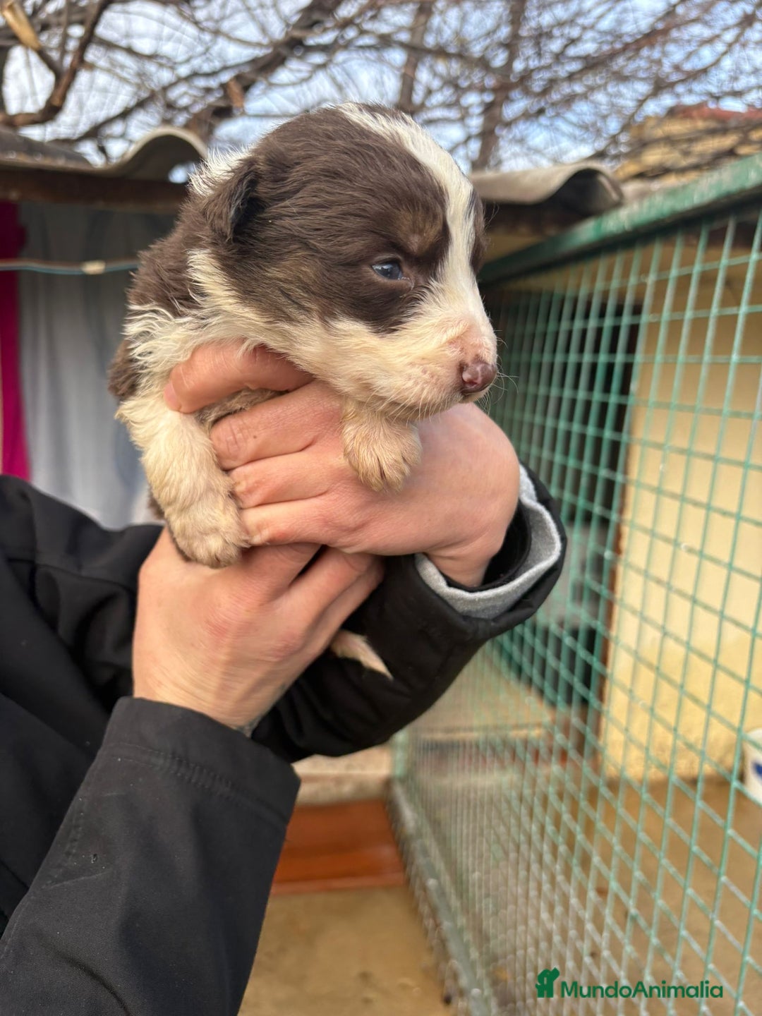 Border Collie perros en venta: Cachorro de Border Collie hembra chocolate  - Anuncio 7