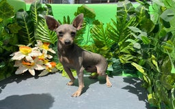 Pinscher Miniatura perros para monta: Excelente perro pinscher miniatura blue  - Imagen 3