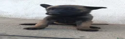 Pastor Belga Malinois perros en venta: Pastores Belgas de Calidad  - Anuncio 1