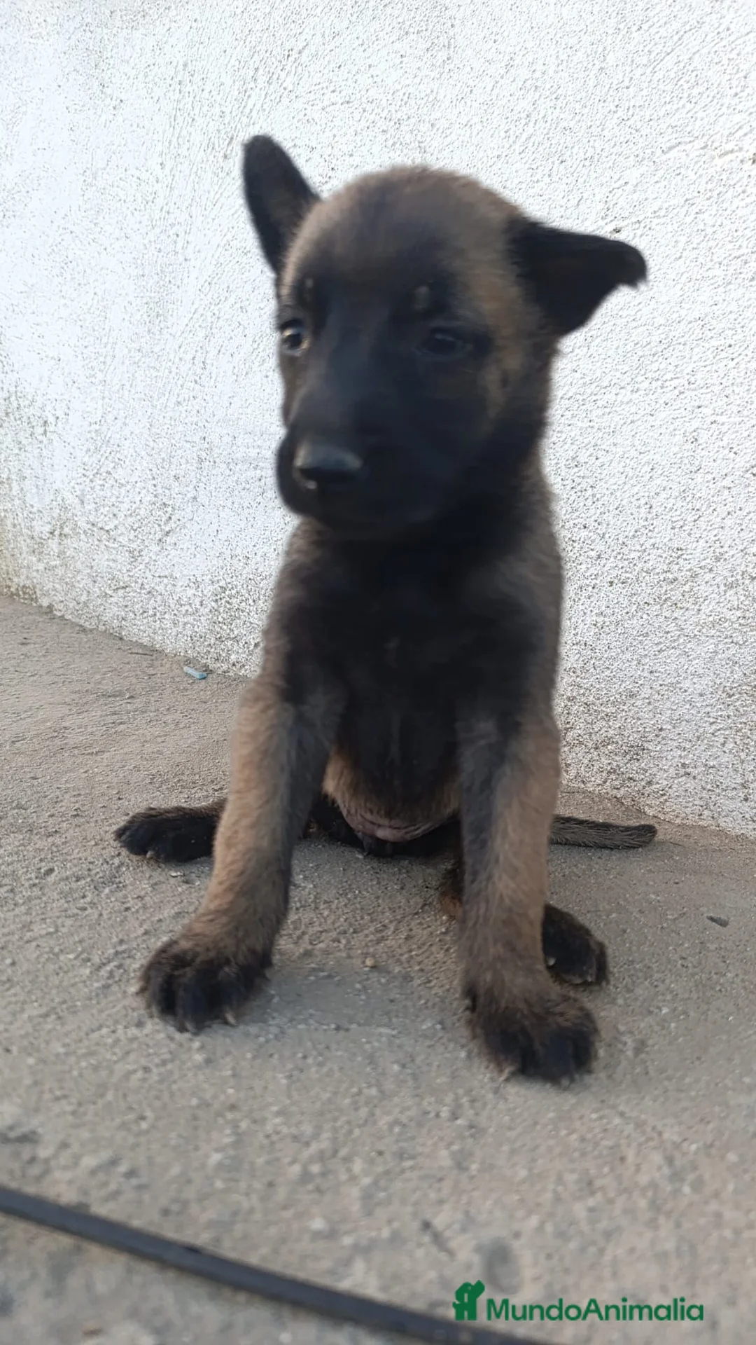 Pastor Belga Malinois perros en venta: Pastores Belgas de Calidad  - Anuncio 1