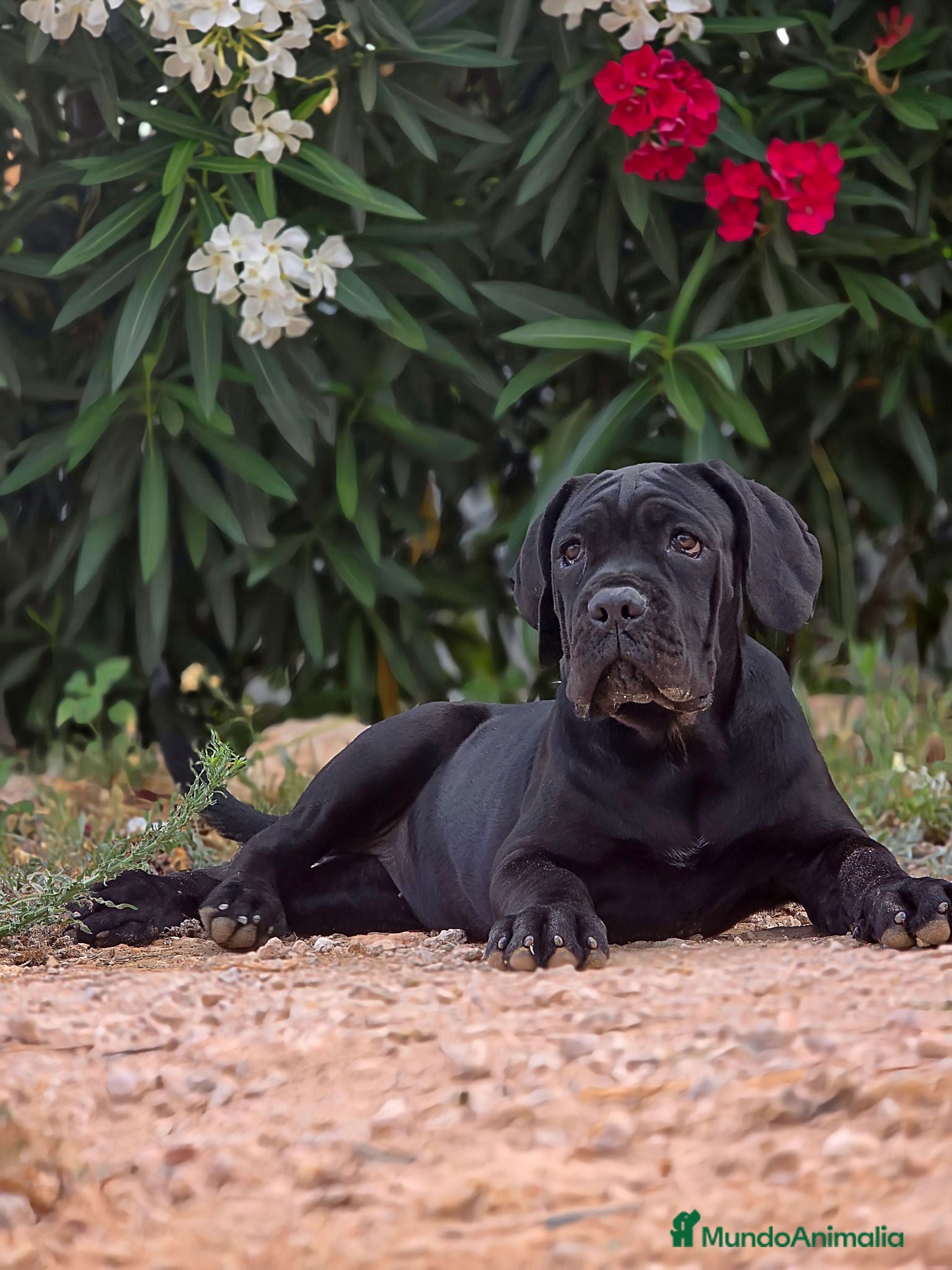 Cane Corso perros La hembra negra de Cane Corso  - Anuncio 1