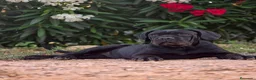 Cane Corso perros en venta: La hembra negra de Cane Corso  - Anuncio 1