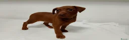 Pinscher Miniatura perros en venta: Mini pinscher macho rojo🔥🐾🐶 - Anuncio 1