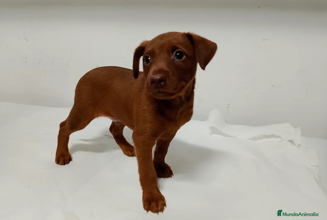 Pinscher Miniatura perros en venta: Mini pinscher macho rojo🔥🐾🐶 - Anuncio 1