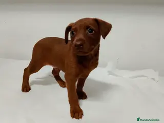 Pinscher Miniatura perros Mini pinscher macho rojo🔥🐾🐶 - Anuncio 3
