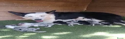 Border Collie perros en venta: Border collie  - Anuncio 8