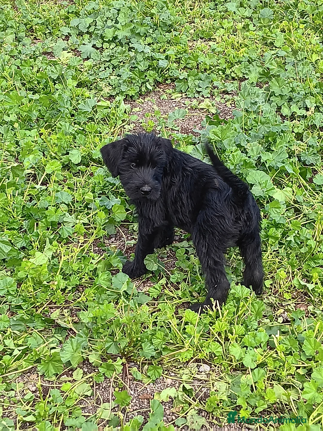Schnauzer Gigante perros en venta: Schnauzer Gigante  - Anuncio 3