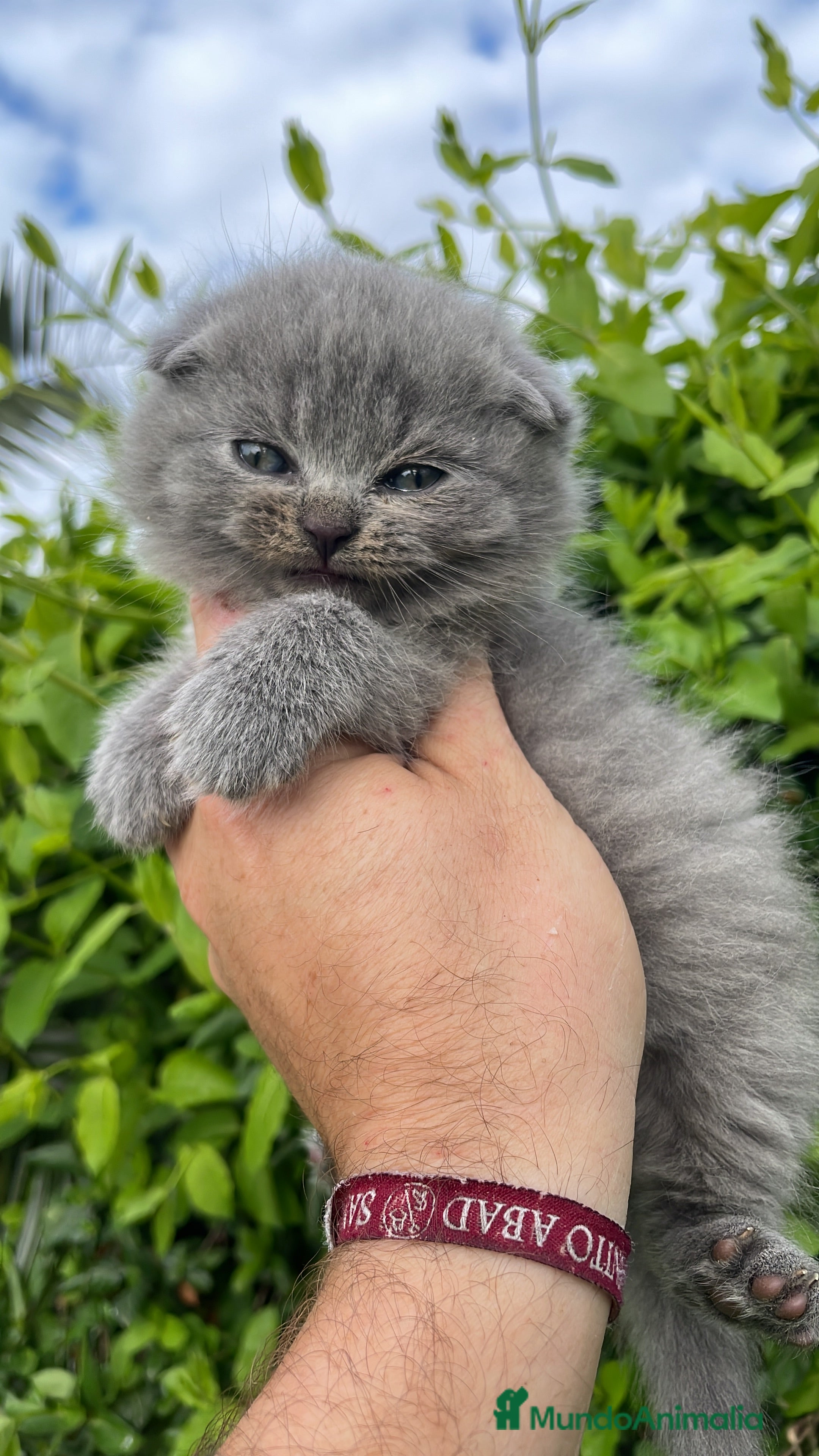 Scottish Fold gatos Scottish fold - Anuncio 1