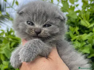 Scottish Fold gatos Scottish fold - Anuncio 1