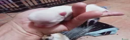 Chihuahua perros en venta: Camada Flapi Chihuahua  - Anuncio 6