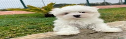 Bichón Maltés perros en venta: BICHÓN MALTÉS - Anuncio 3