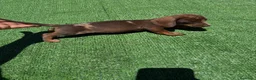 Teckel perros en venta: Teckel Kannichen de Calidad  - Anuncio 3