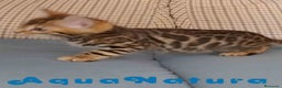 Bengalí gatos en venta: Gatitos BENGALI - AQUANATURA en Barcelona - Anuncio 4