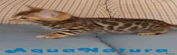 Bengalí gatos en venta: Gatitos BENGALI - AQUANATURA en Barcelona - Anuncio 4
