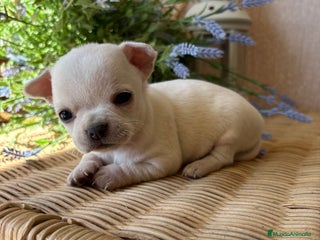 Chihuahua perros - Anuncio 1