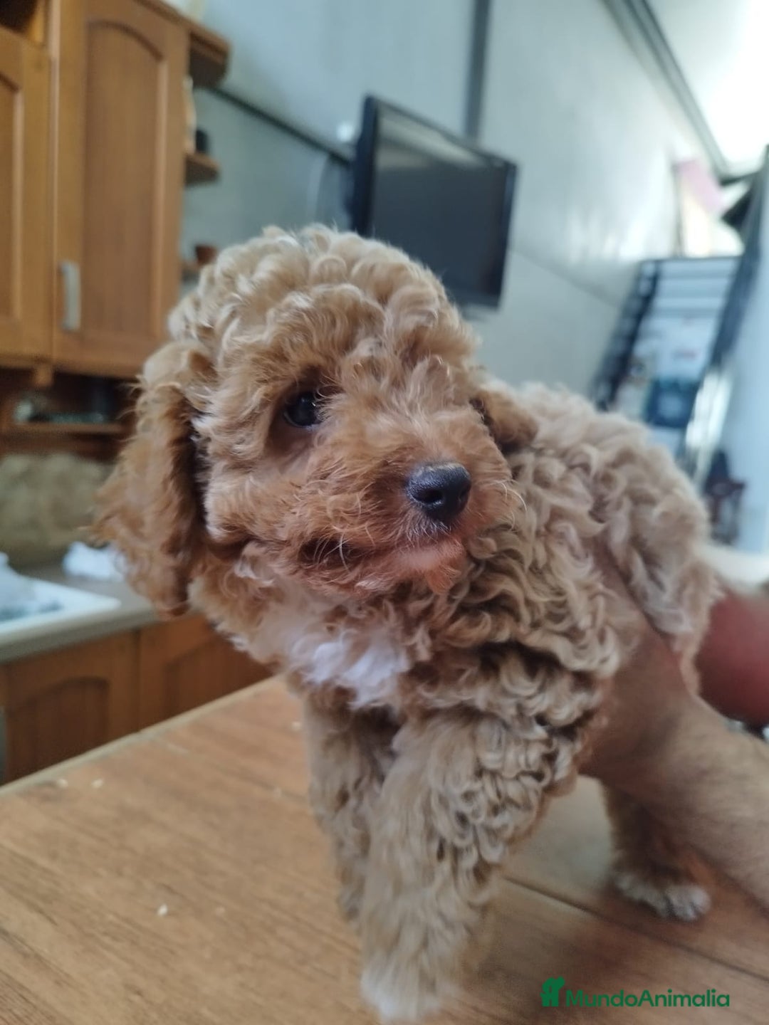 Caniche Enano perros en venta: Caniche mama enana papa toy !!! - Imagen 4