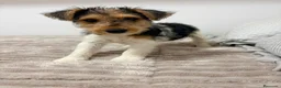 Fox Terrier de Pelo Duro perros en venta: Fox Terrier de pelo duro - Anuncio 4