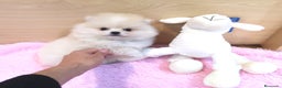 Pomerania perros en venta: Lulú de pomerania  en Barcelona - Anuncio 4