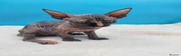 Sphynx gatos en venta: Preciosa hembrita sphynx  - Anuncio 5