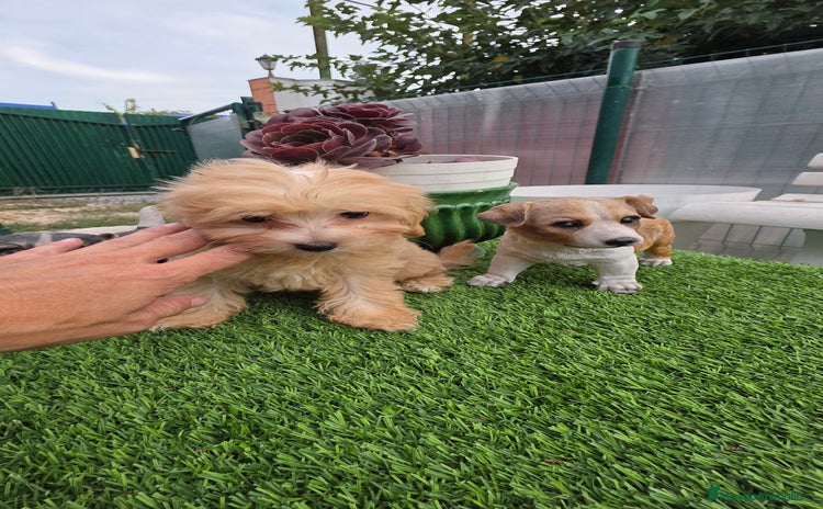 Maltipoo perros - Anuncio 5