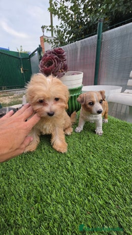 Maltipoo perros - Anuncio 5