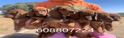 Teckel perros en venta: Teckel Standard cachorros - Anuncio 1
