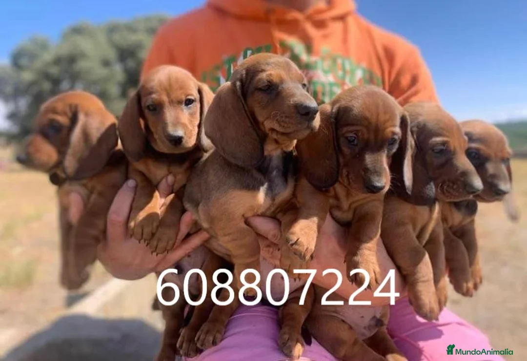 Teckel perros en venta: Teckel Standard cachorros - Anuncio 1