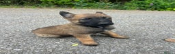 Pastor Belga Malinois perros en venta: Pastor belga malinois  en La Rioja - Anuncio 2