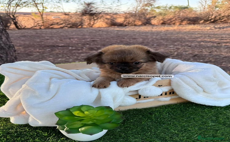 Chihuahua perros - Anuncio 3