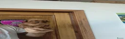 Caniche Toy perros en venta: Caniches Toy  en Sevilla - Anuncio 9